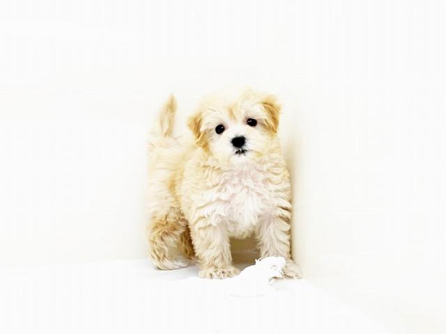 animal_image