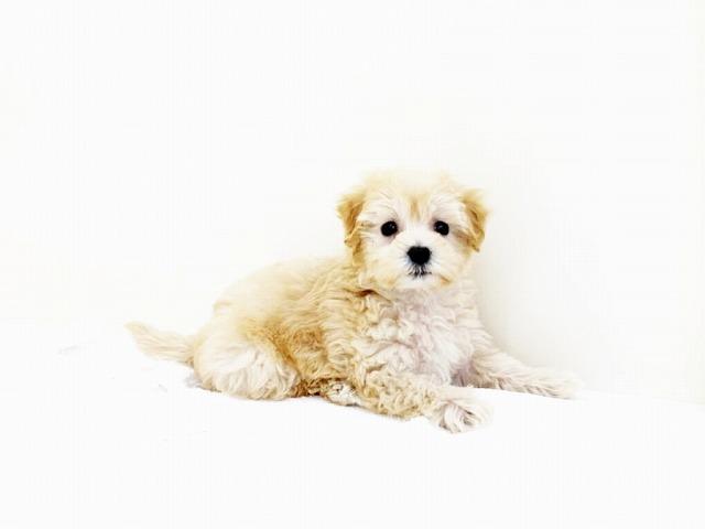 animal_image