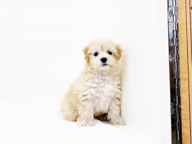 animal_image
