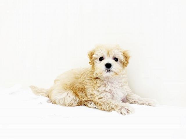 animal_image