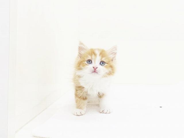 animal_image