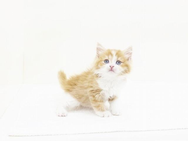 animal_image