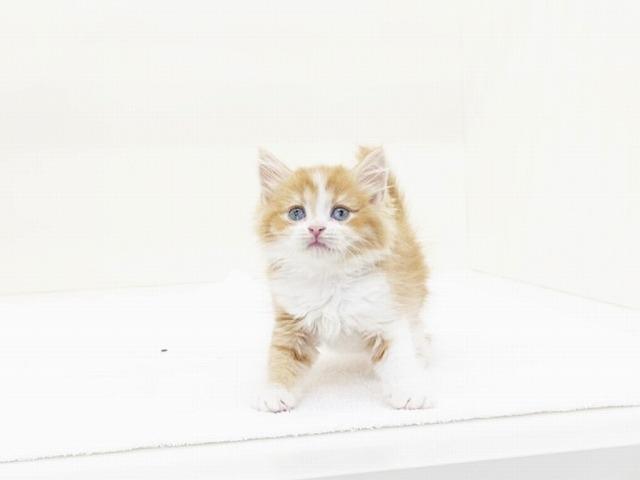 animal_image