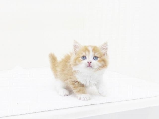 animal_image