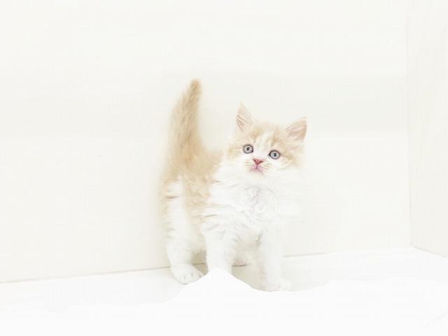animal_image