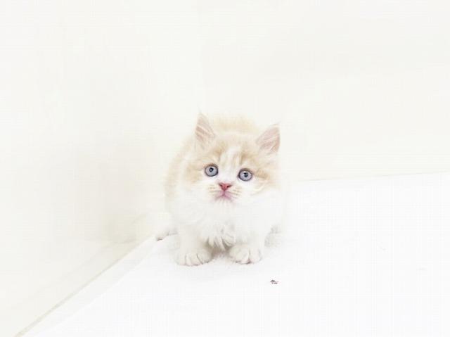 animal_image