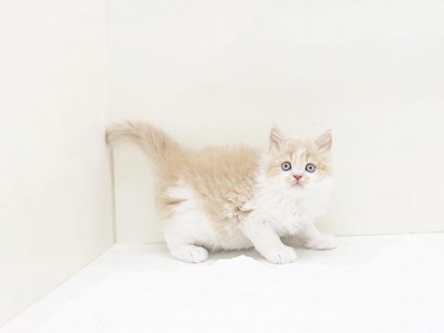 animal_image