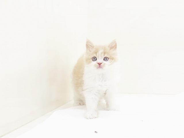 animal_image