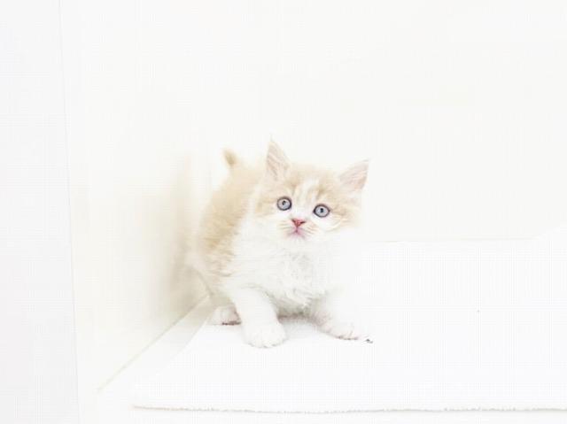 animal_image