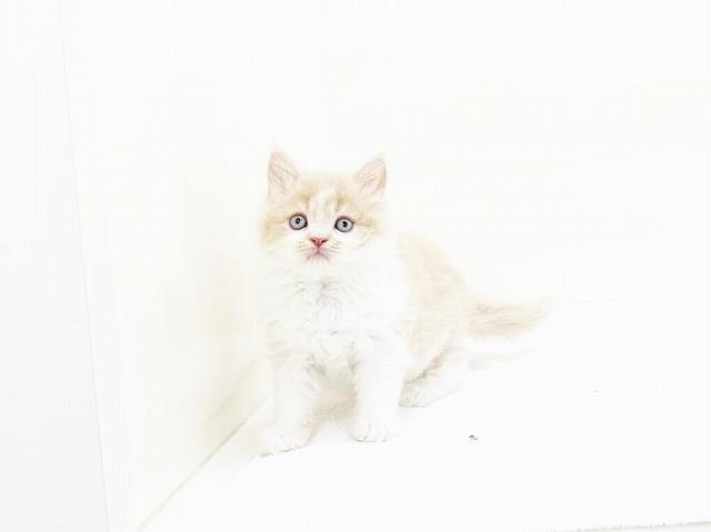 animal_image