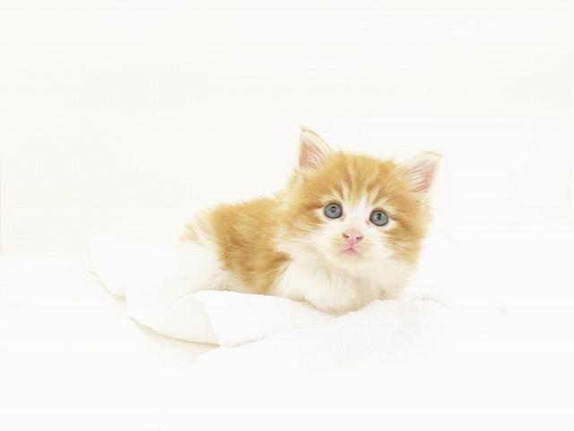 animal_image
