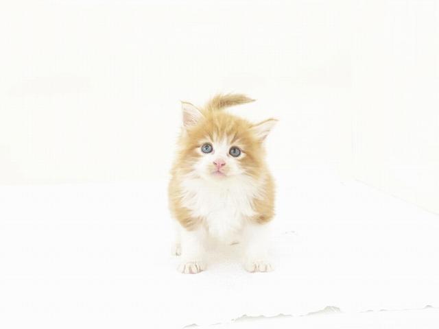 animal_image