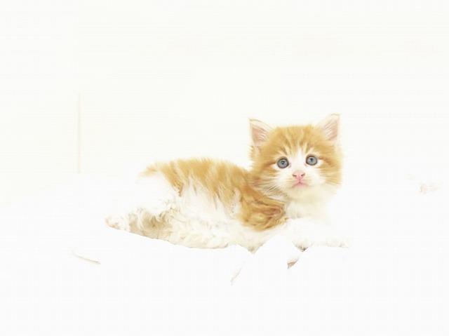animal_image