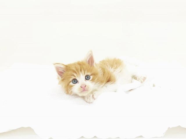 animal_image