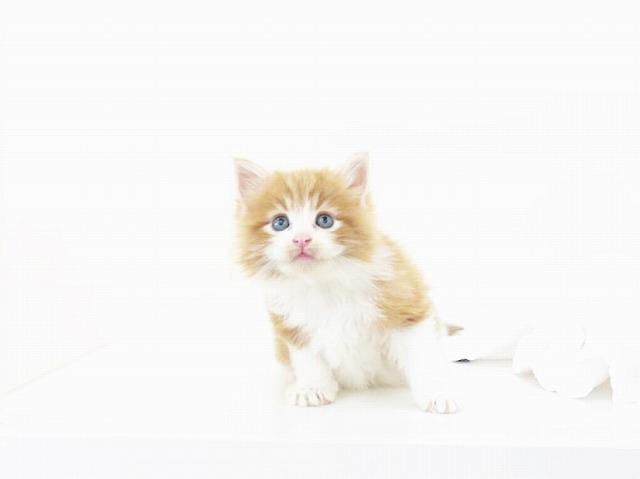 animal_image