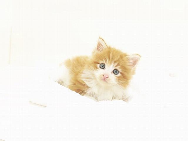 animal_image