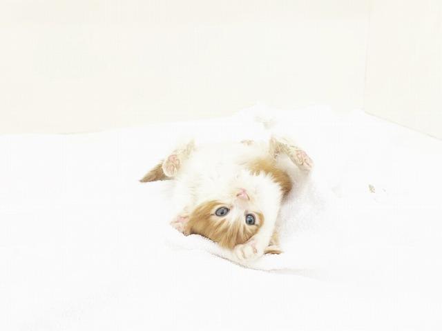 animal_image