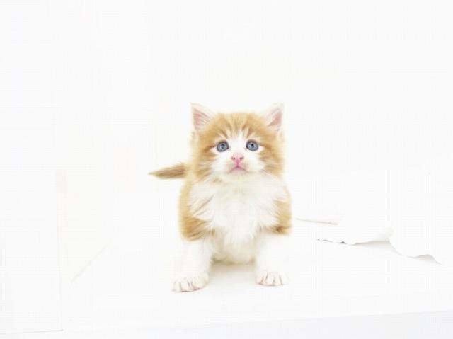animal_image