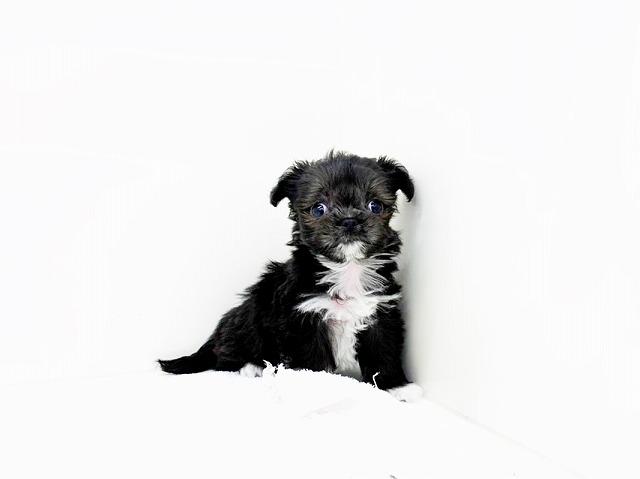 animal_image
