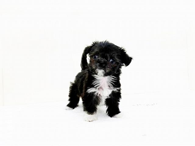 animal_image