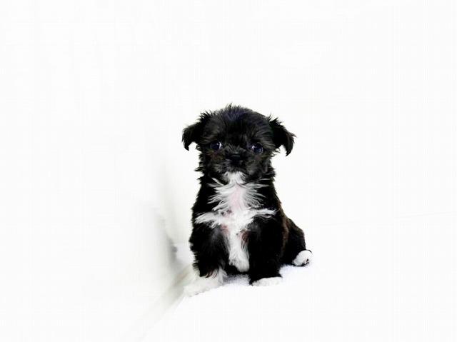 animal_image