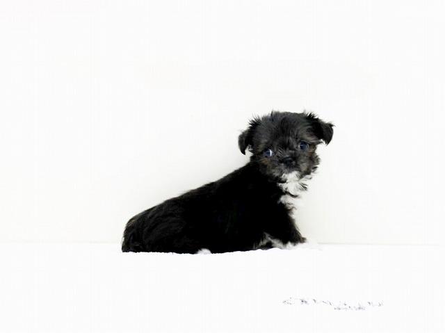 animal_image