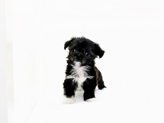 animal_image