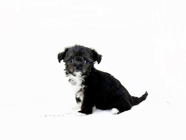animal_image