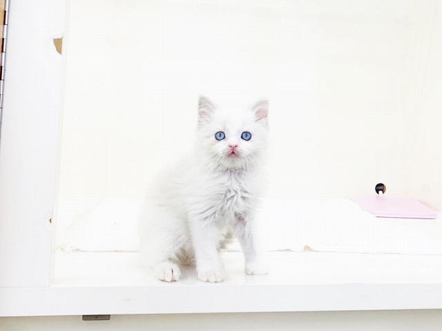 animal_image