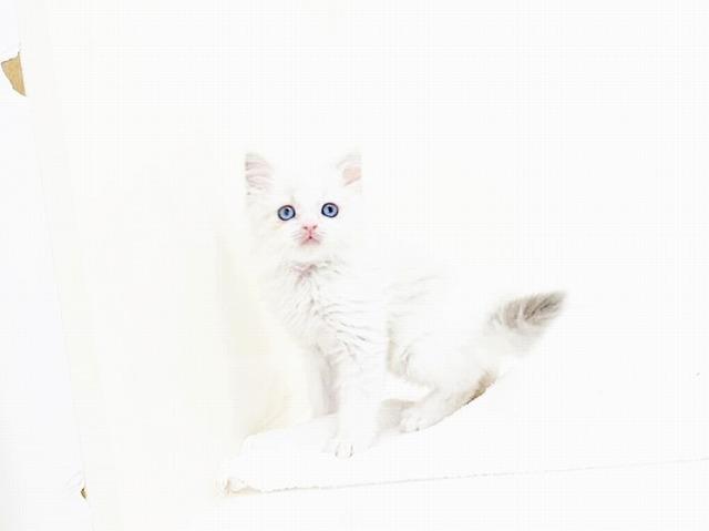 animal_image