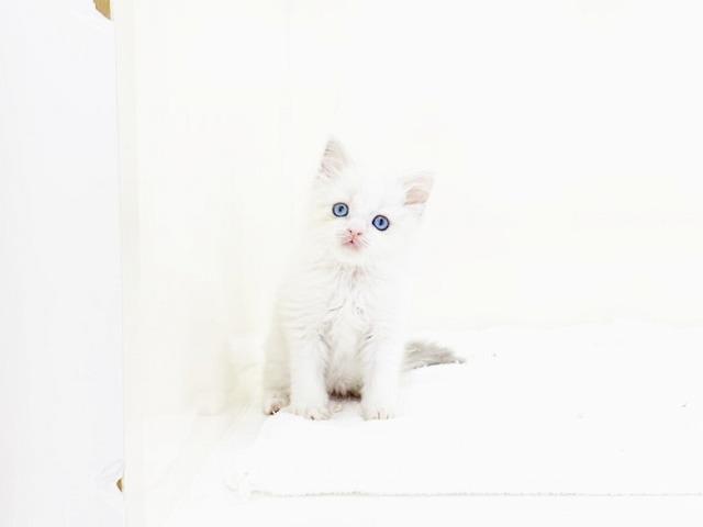 animal_image