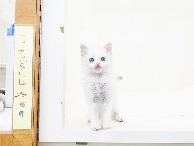 animal_image
