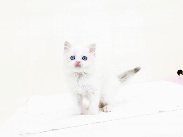 animal_image