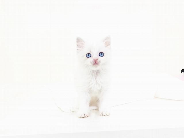 animal_image