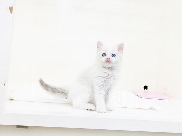 animal_image