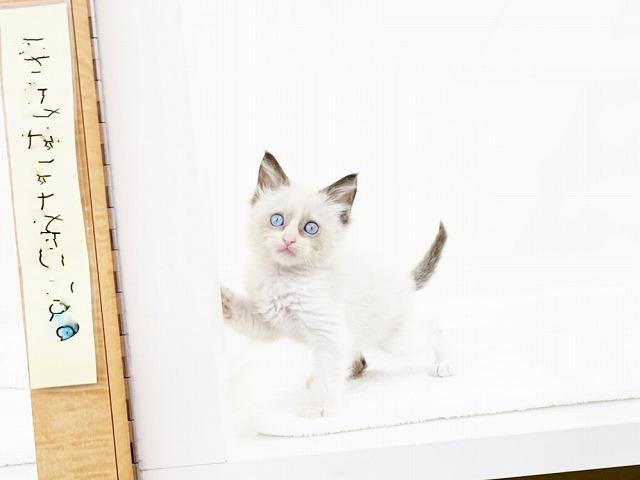 animal_image