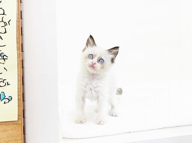 animal_image