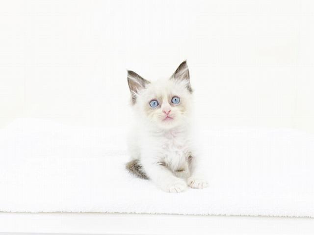 animal_image