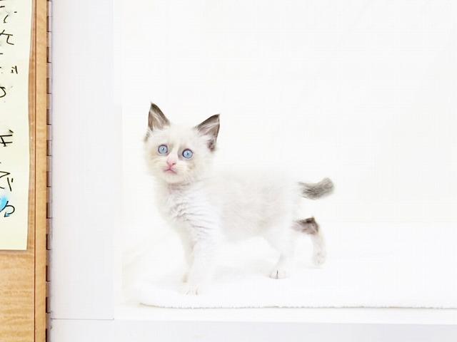 animal_image