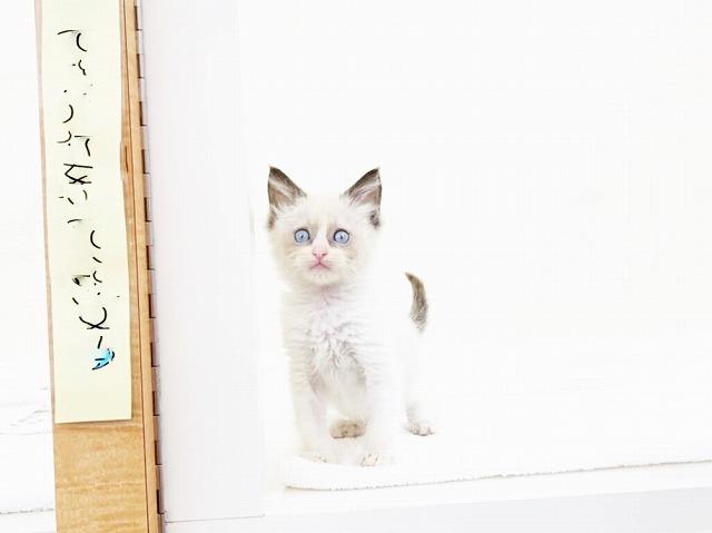 animal_image