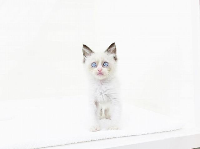 animal_image