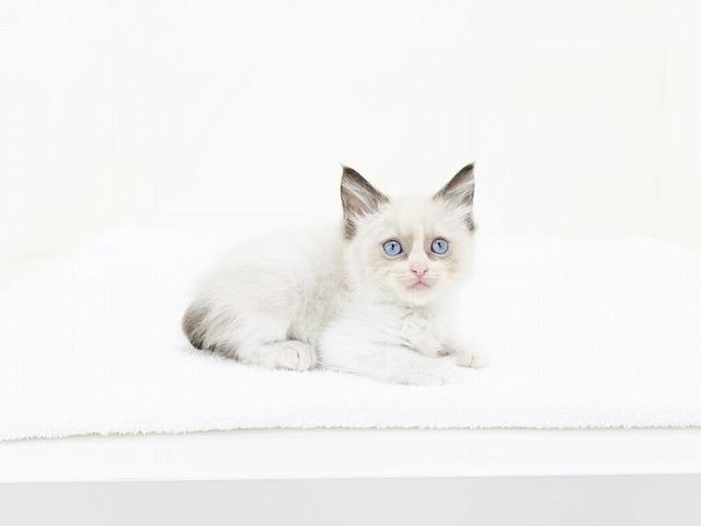 animal_image
