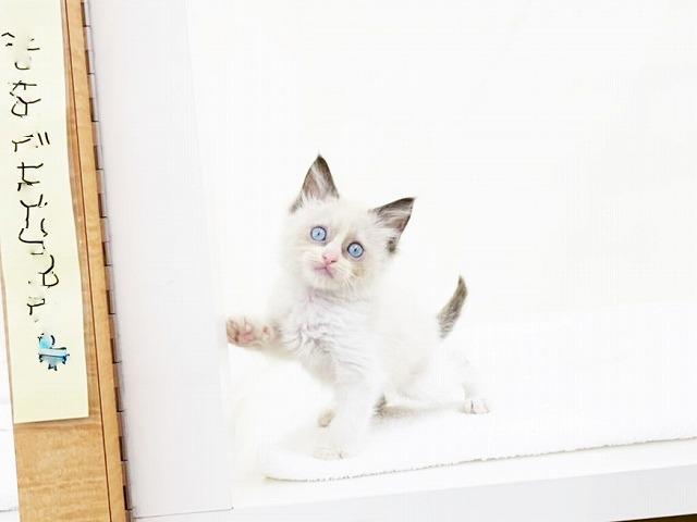 animal_image