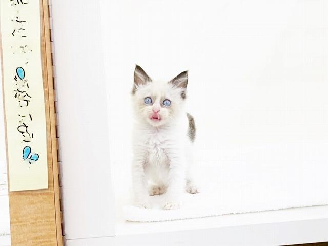 animal_image