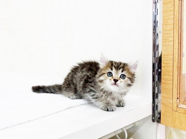 animal_image