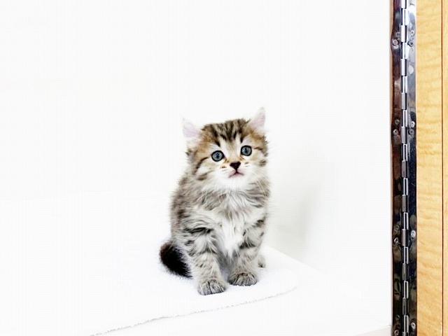 animal_image
