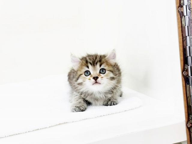 animal_image