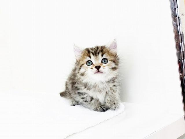 animal_image