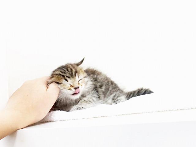animal_image