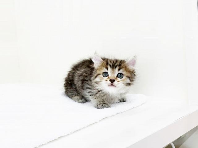 animal_image